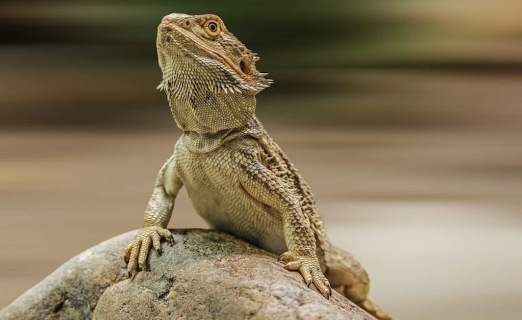 7 Curiosidades Sobre O Dragão Barbudo E Sua Elegância, Um Pet Pra Lá De Carismático