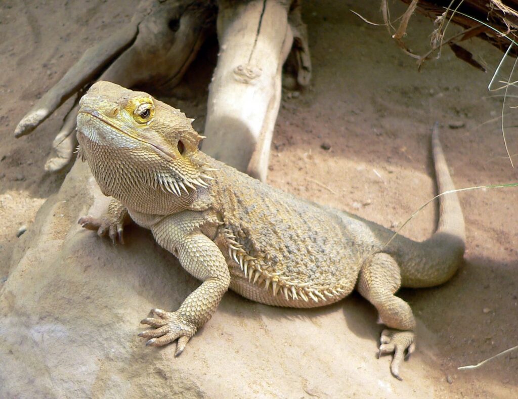 7 Curiosidades Sobre O Dragão Barbudo E Sua Elegância, Um Pet Pra Lá De Carismático3