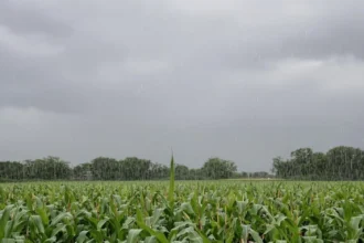 Previsão Do Tempo Chuva