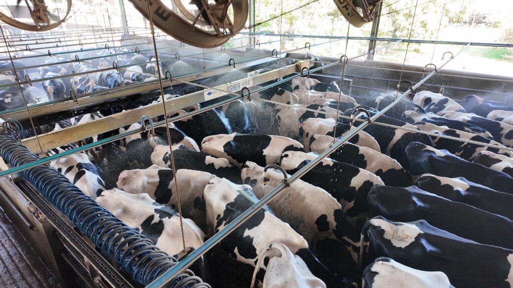 Como produzir 100 mil litros de leite por dia? Visitamos uma fazenda que faz isso