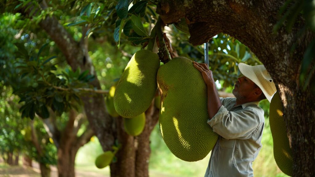 Jaca: O ouro verde esquecido que pode revolucionar a agricultura brasileira