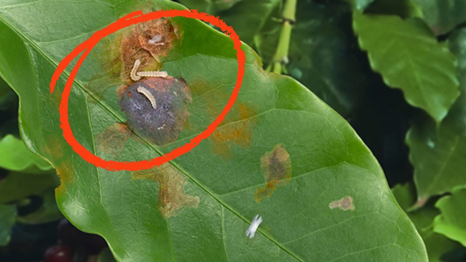 Ameaças climáticas e o avanço do bicho-mineiro podem causar até 70% de perdas nas lavouras de café