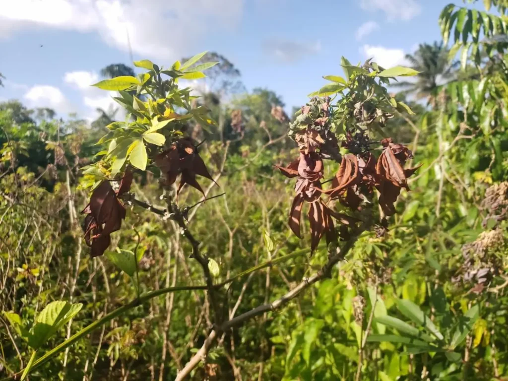 vassoura de bruxa na mandioca