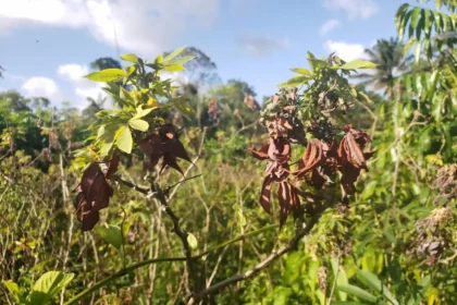 vassoura de bruxa na mandioca