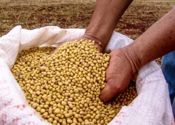 Quantos grãos de soja são produzidos por hectare?
